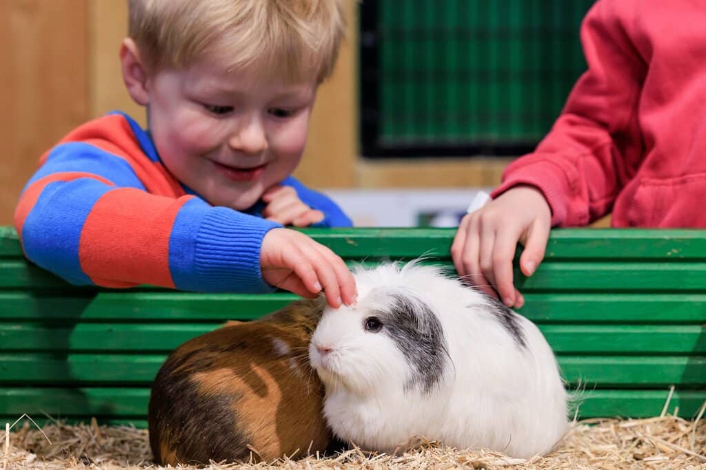 Tractor & Pony Rides