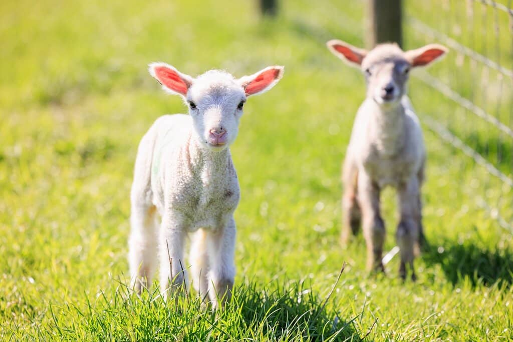 Pig Racing Spectacle