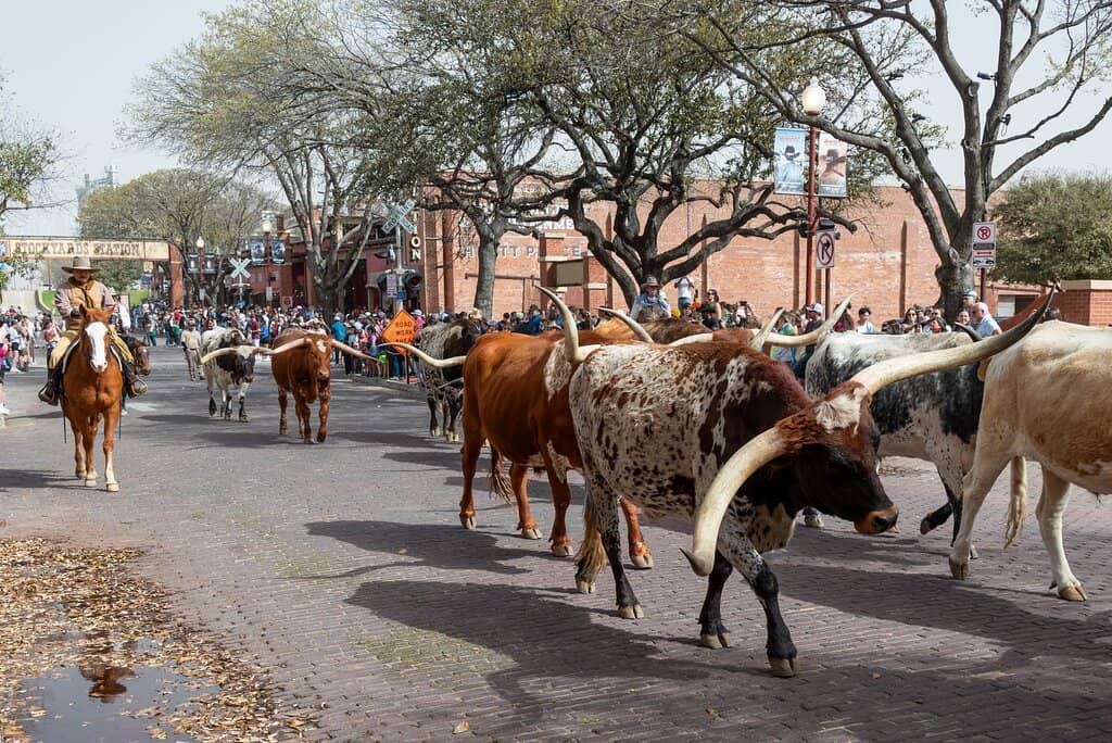 Longhorn Pen Viewing