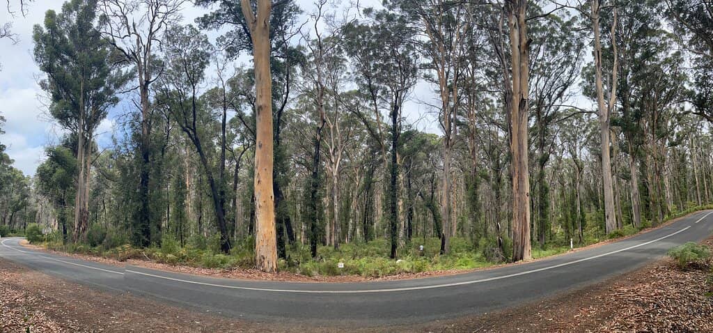 Boranup Forest Viewpoint