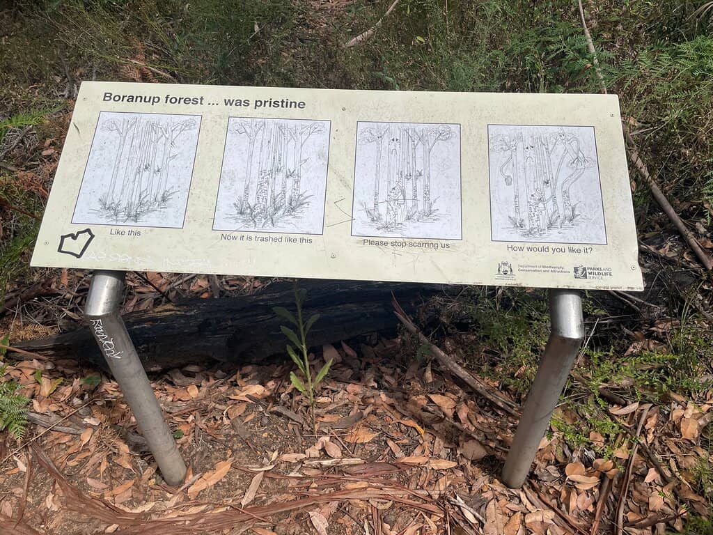 Scenic Drive Through the Forest