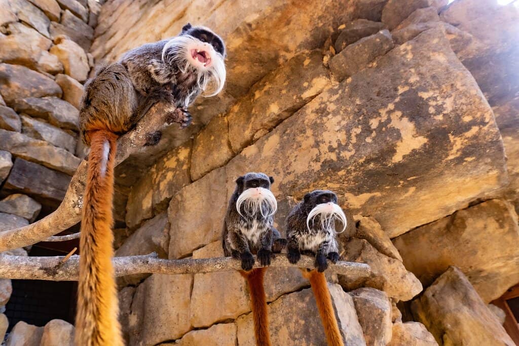 Free-Roaming Lemurs