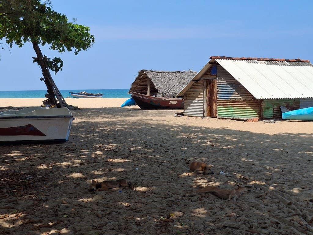 Sunrise & Sunset Spectacles