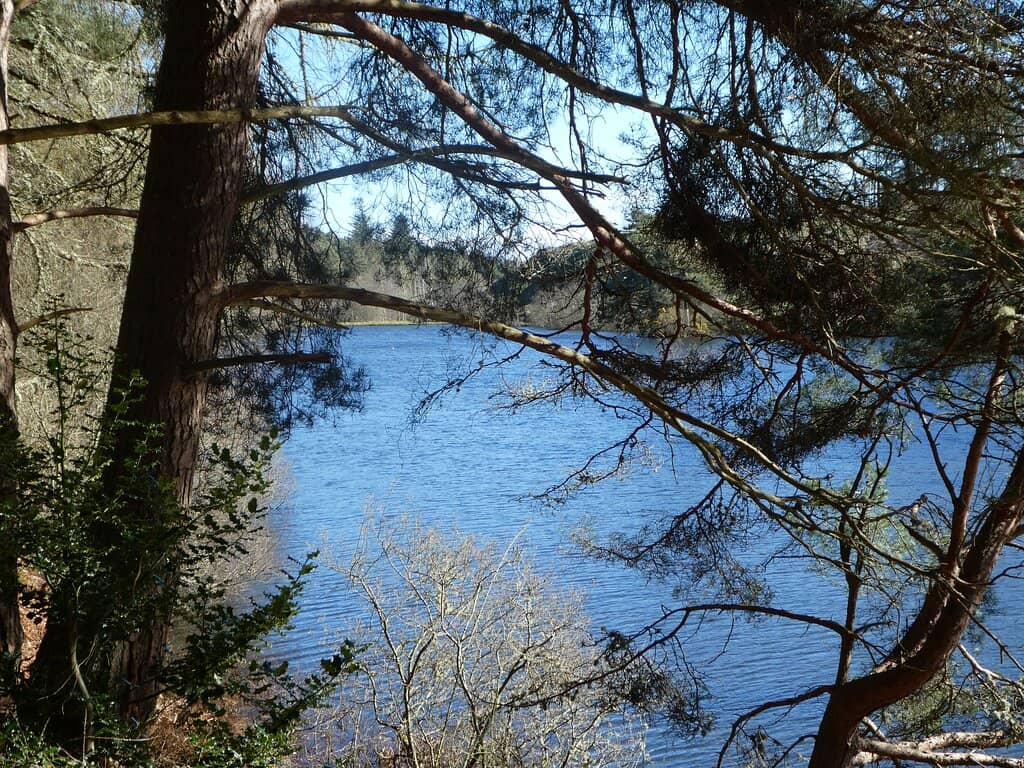 Tree Spotting Adventure