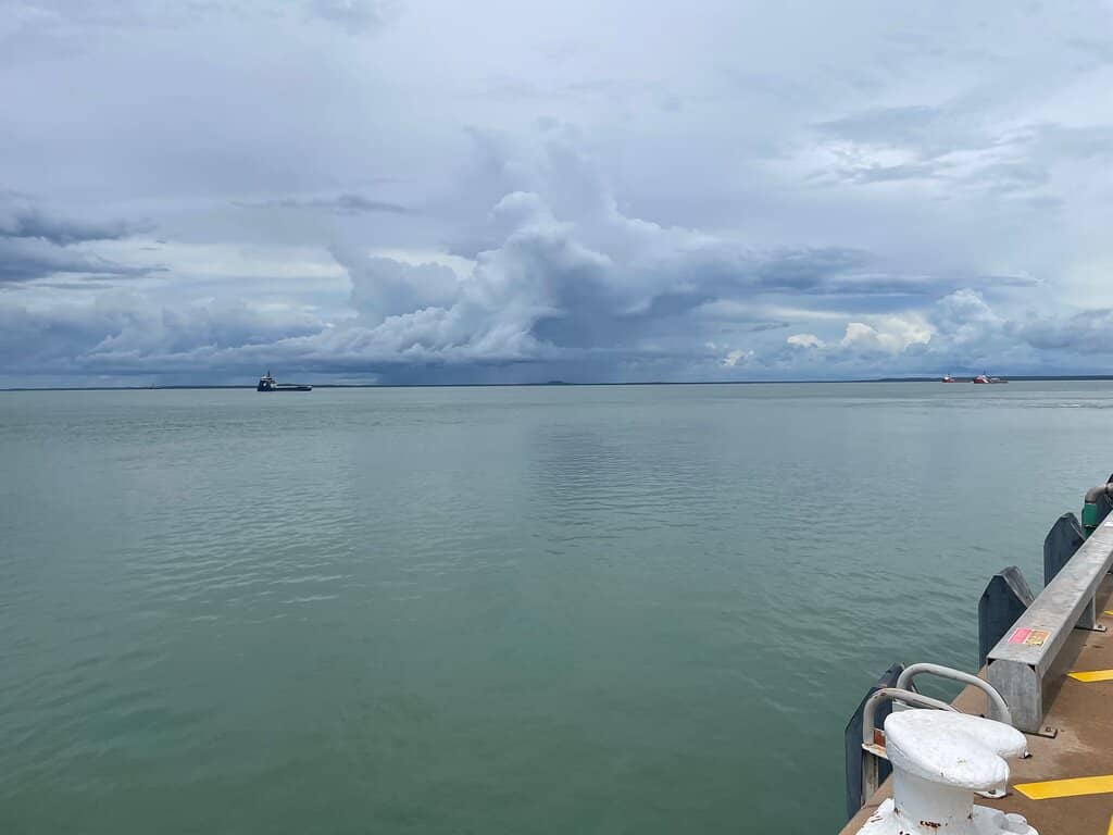 Dolphin & Squid Watching