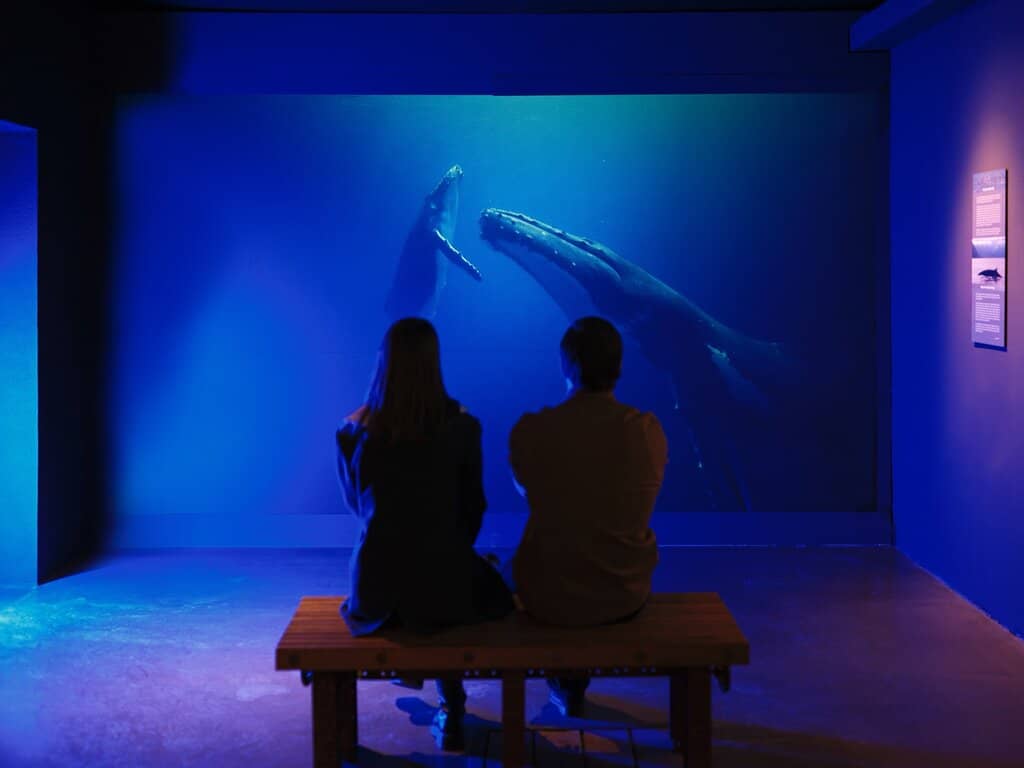 Whale Skeletons