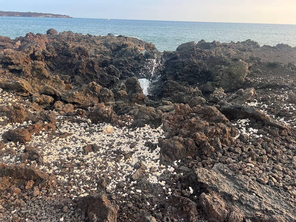 Sea Turtle Encounters