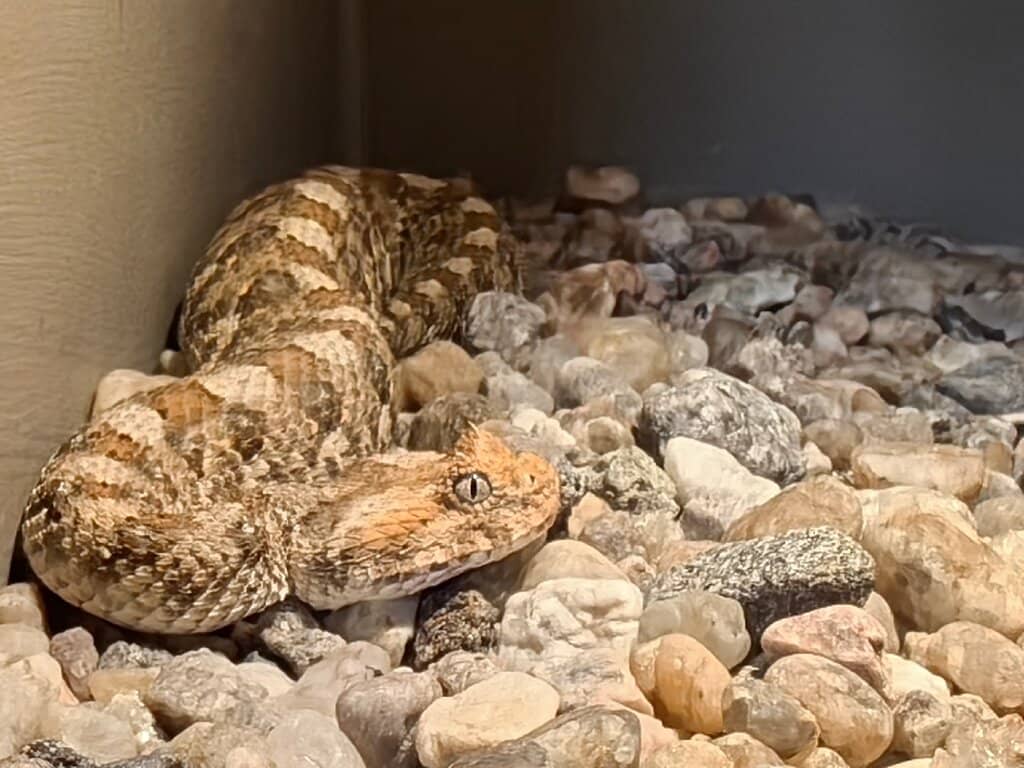 Python Power