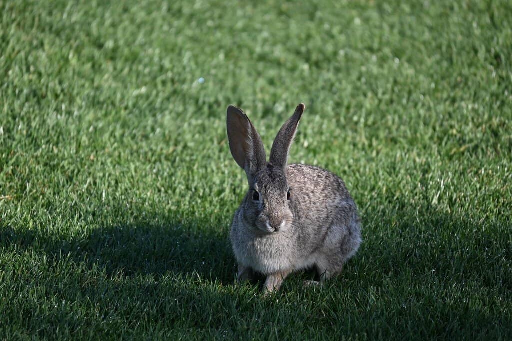 Well-Maintained Greens