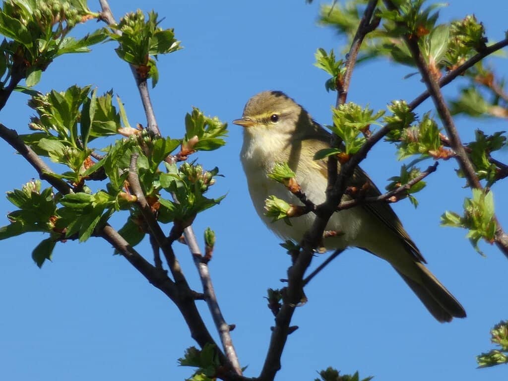 Diverse Birdlife