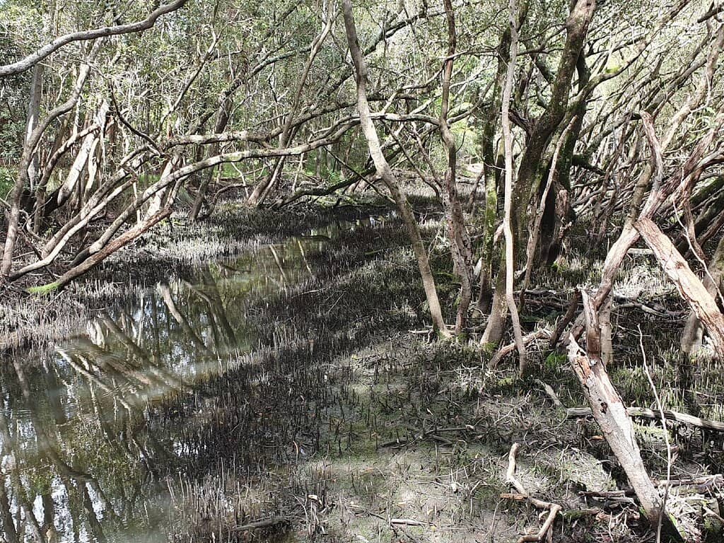 Wildlife Spotting