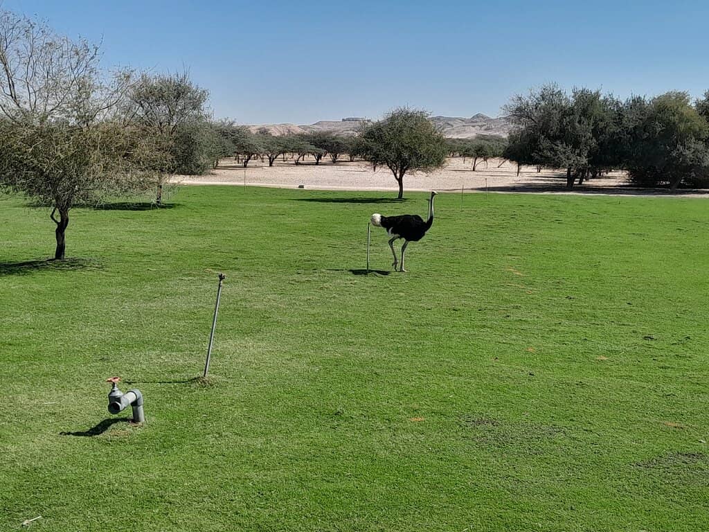 Arabian Wildlife Park Safari