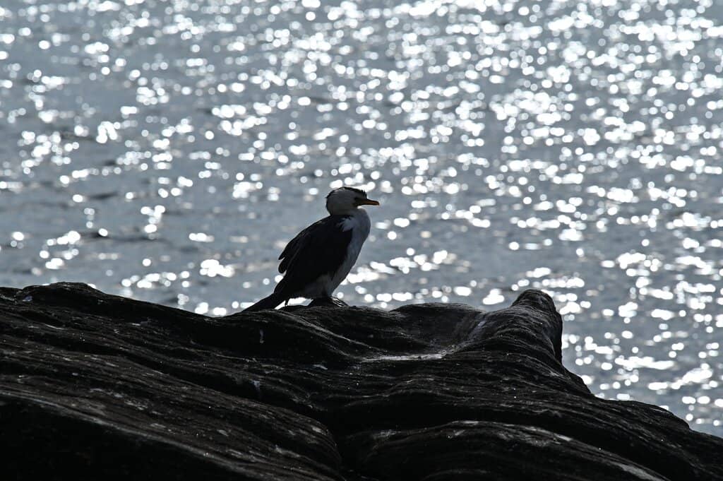 Giant Cuttlefish Encounters