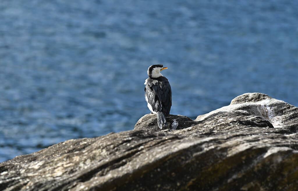 Giant Cuttlefish Encounters