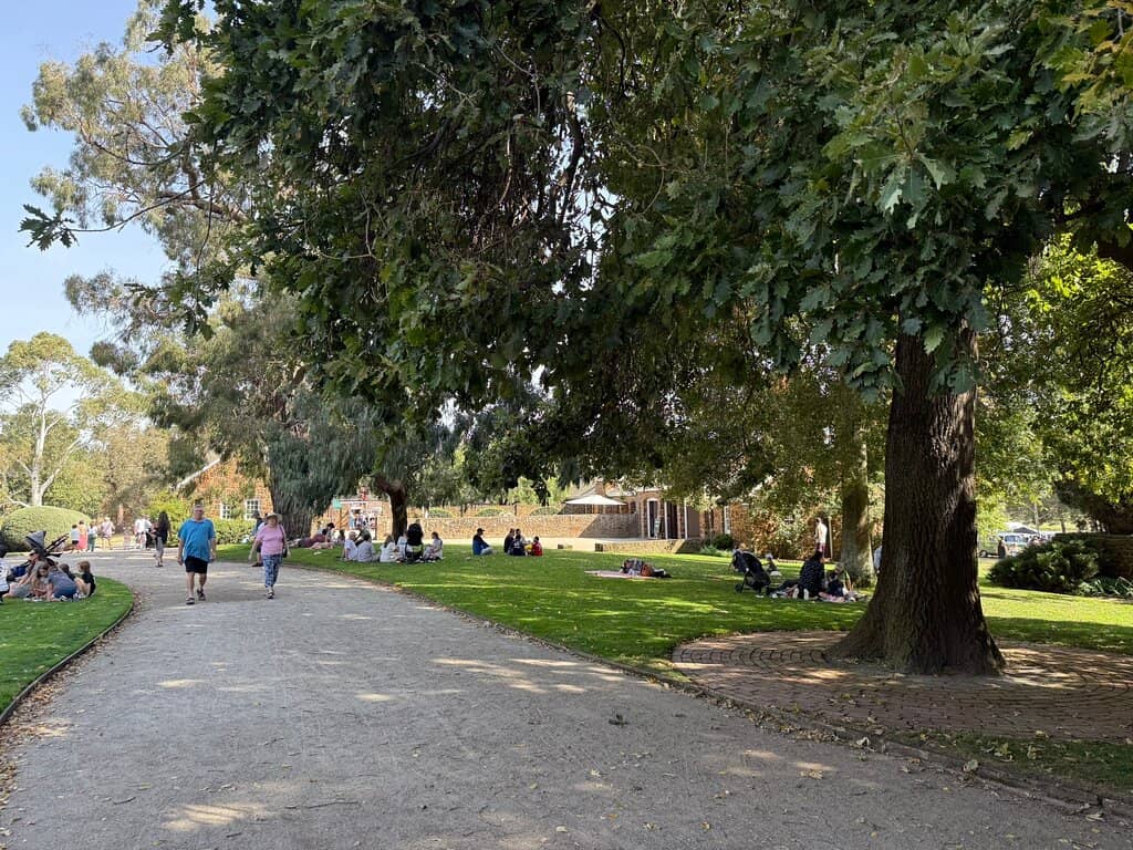 Lemon Scented Gum Driveway
