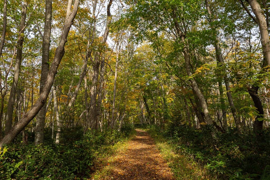 Winter Snowshoeing Paths