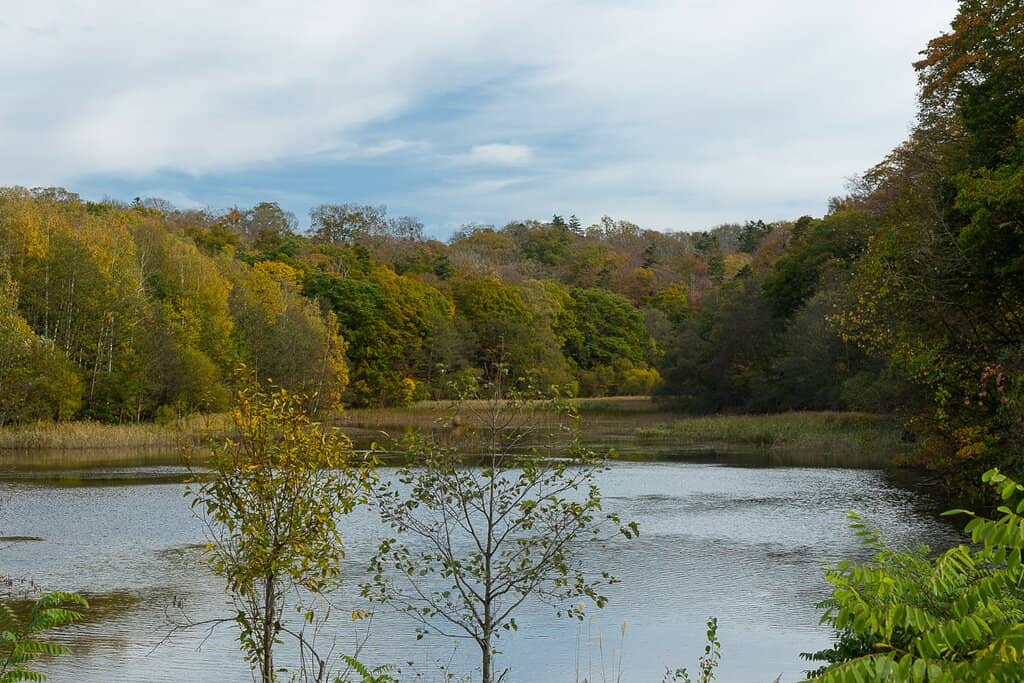 Diverse Tree Species