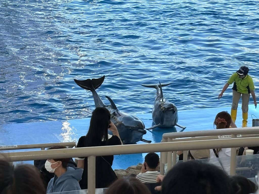 Dolphin Show Spectacle