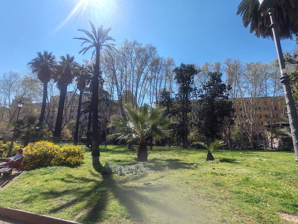 Exotic Palm Trees