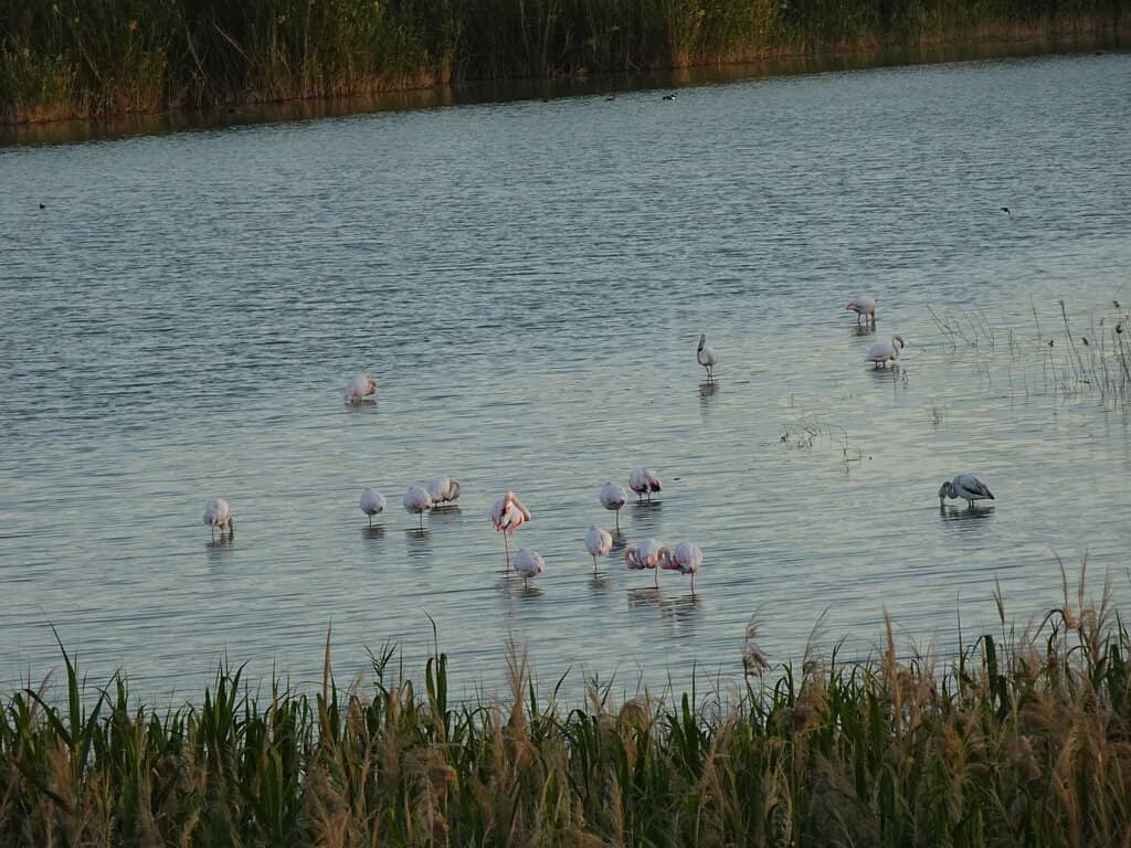 Flamingo Spectacle