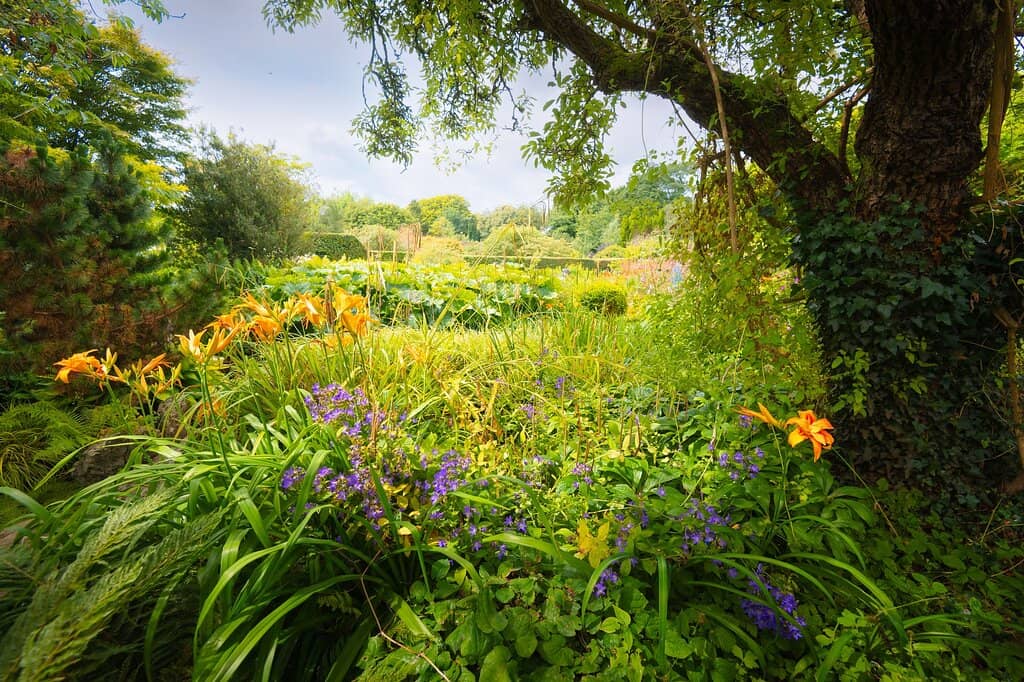 Wisteria-Wreathed Ambiance