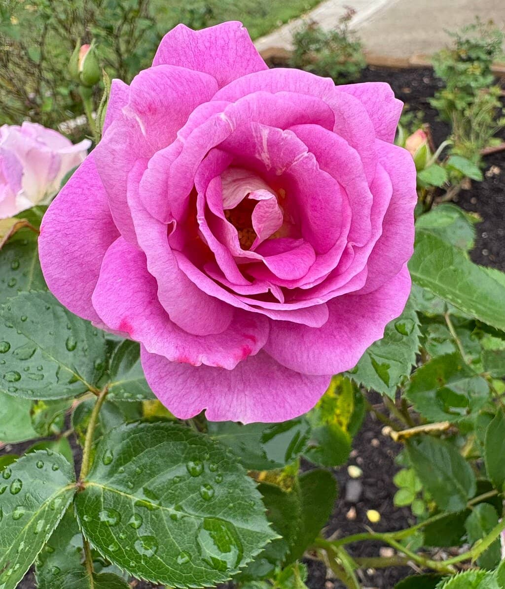 Calhoun Garden's Legacy