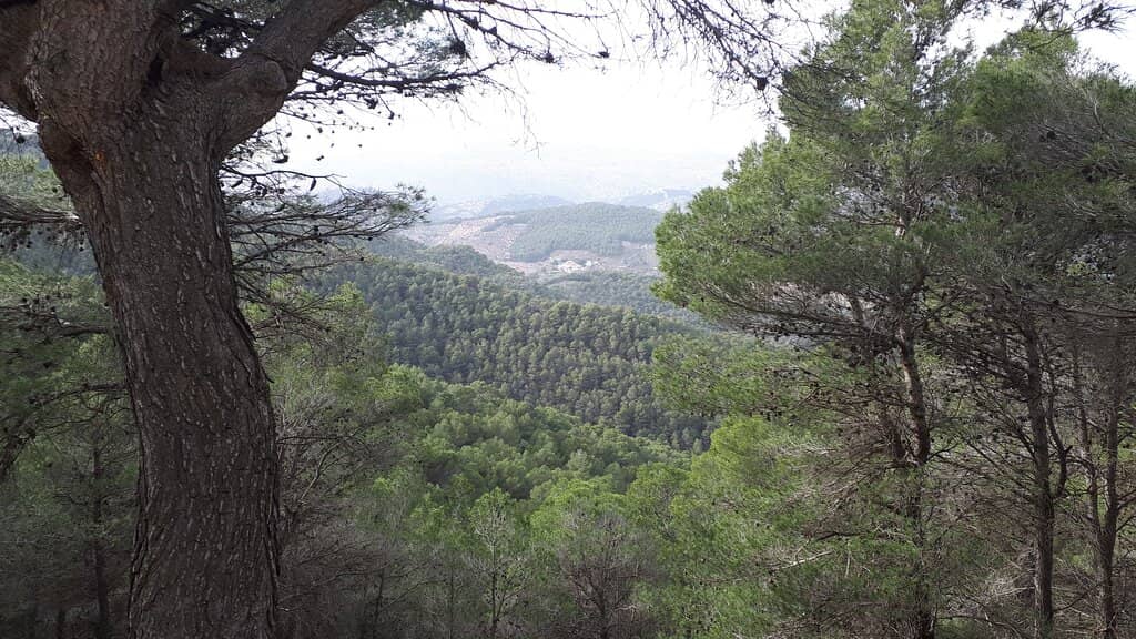 Pinsapo Fir Forests