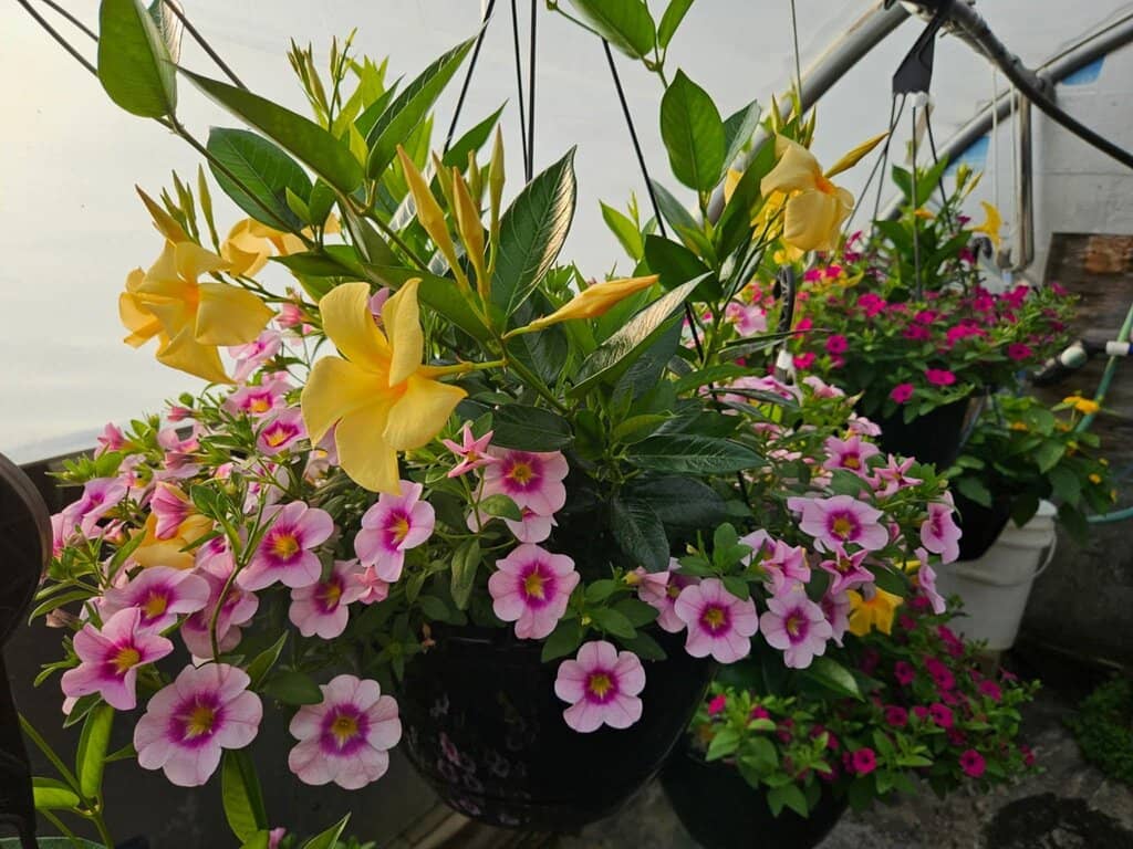 Petting Zoo Encounters