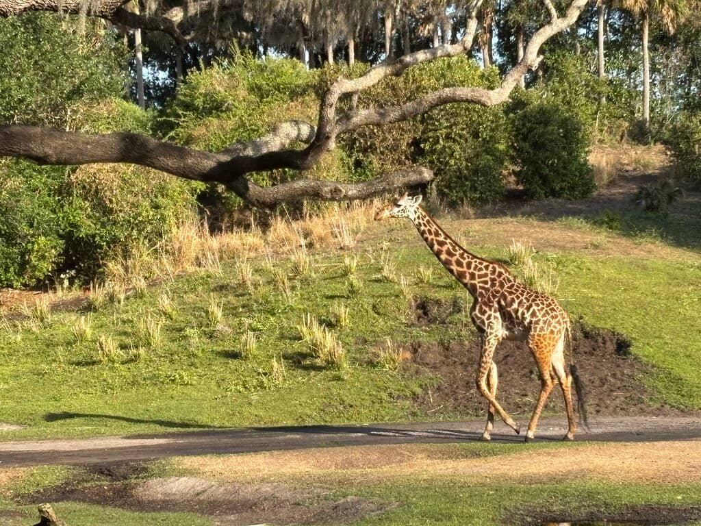Close-Up Giraffe Views