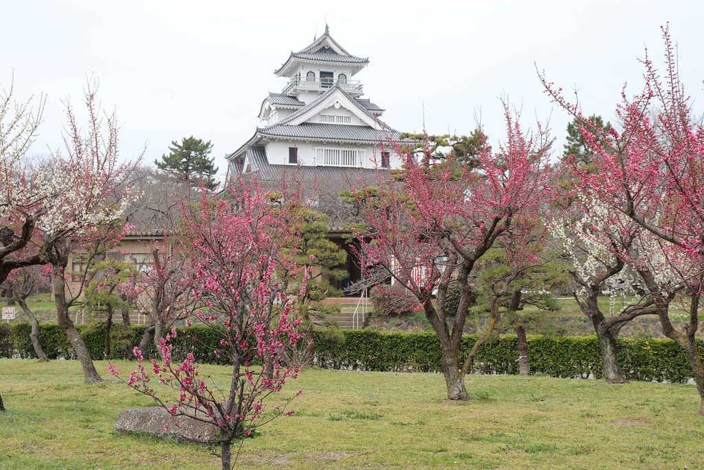 Cherry Blossoms