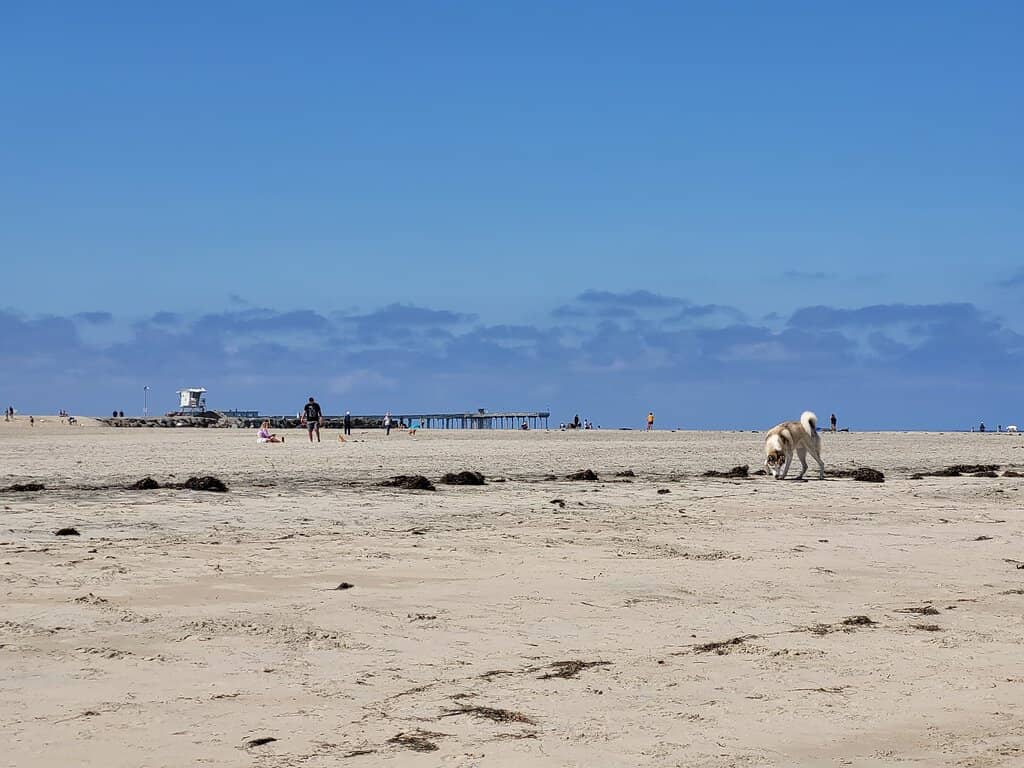 Tidepool Exploration