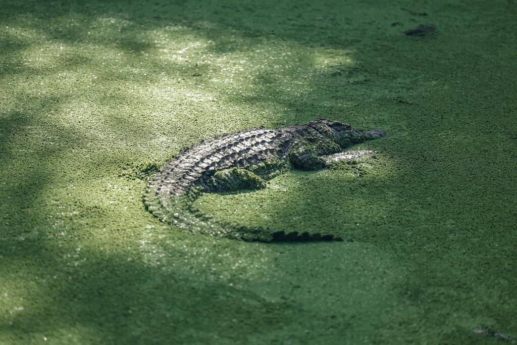 Lion and Snake Exhibits