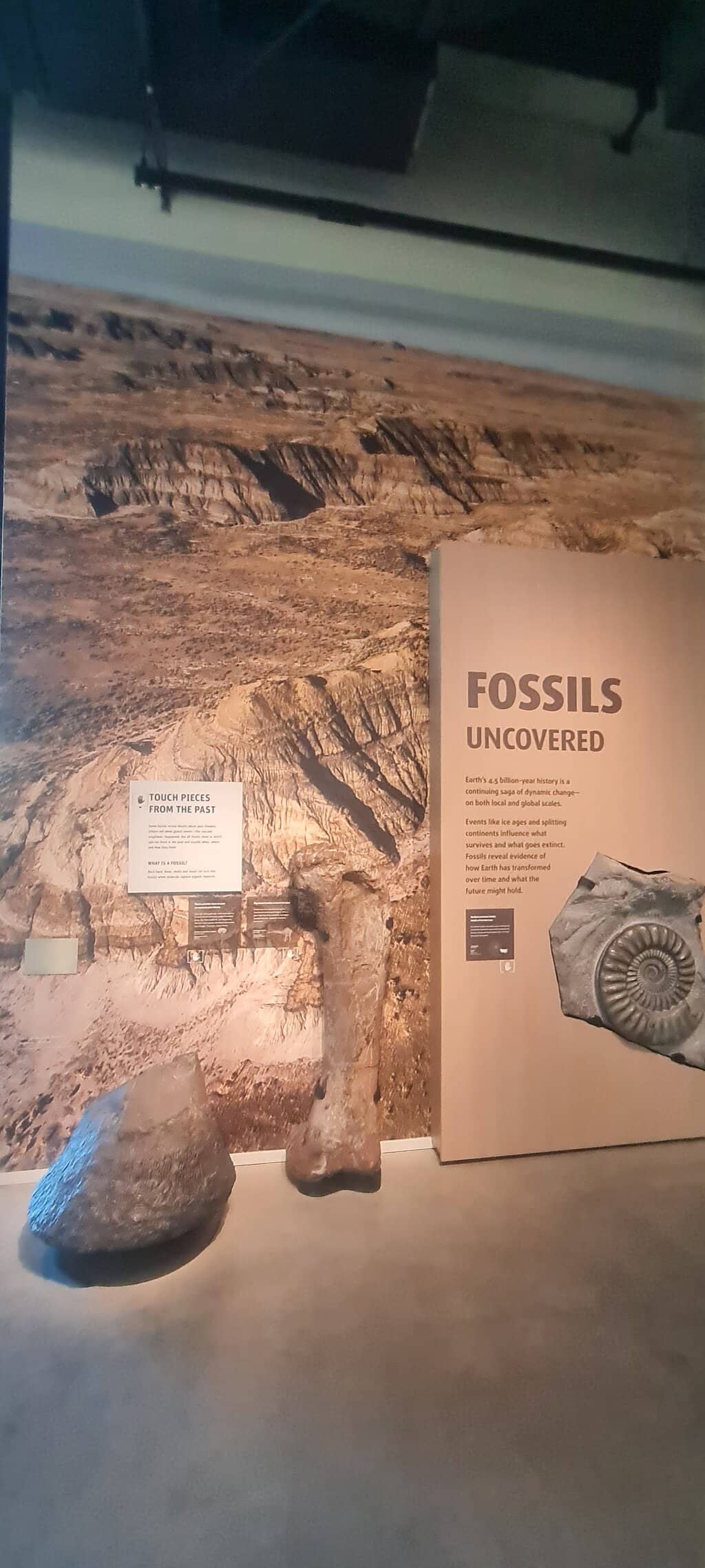 Dinosaur Skeletons