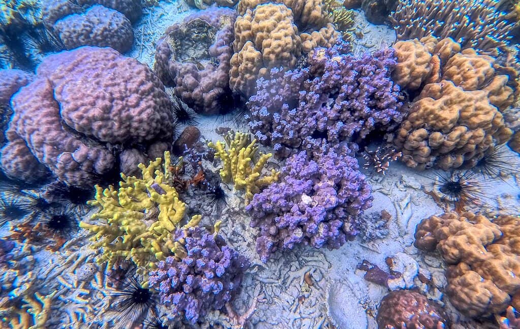 Abundant Marine Life