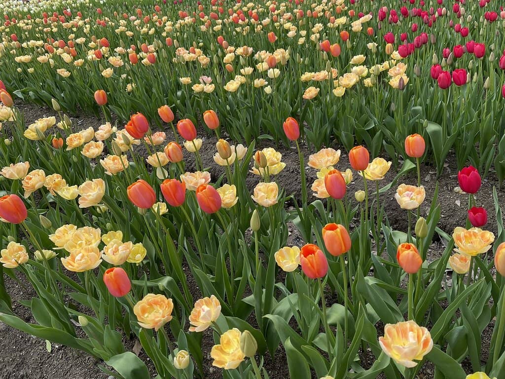 Unique Tulip Varieties