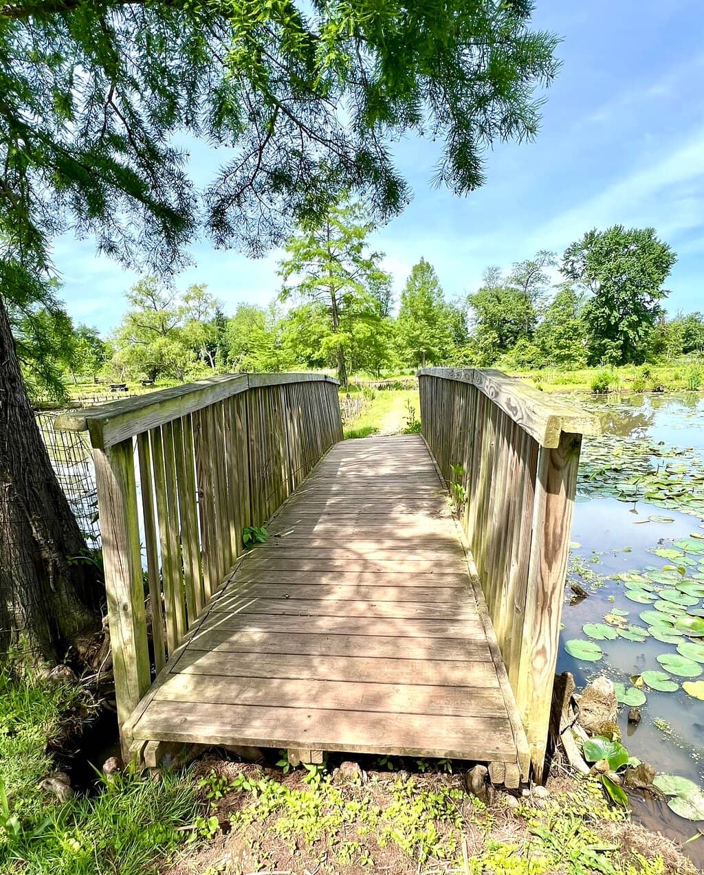 Boardwalk Trail
