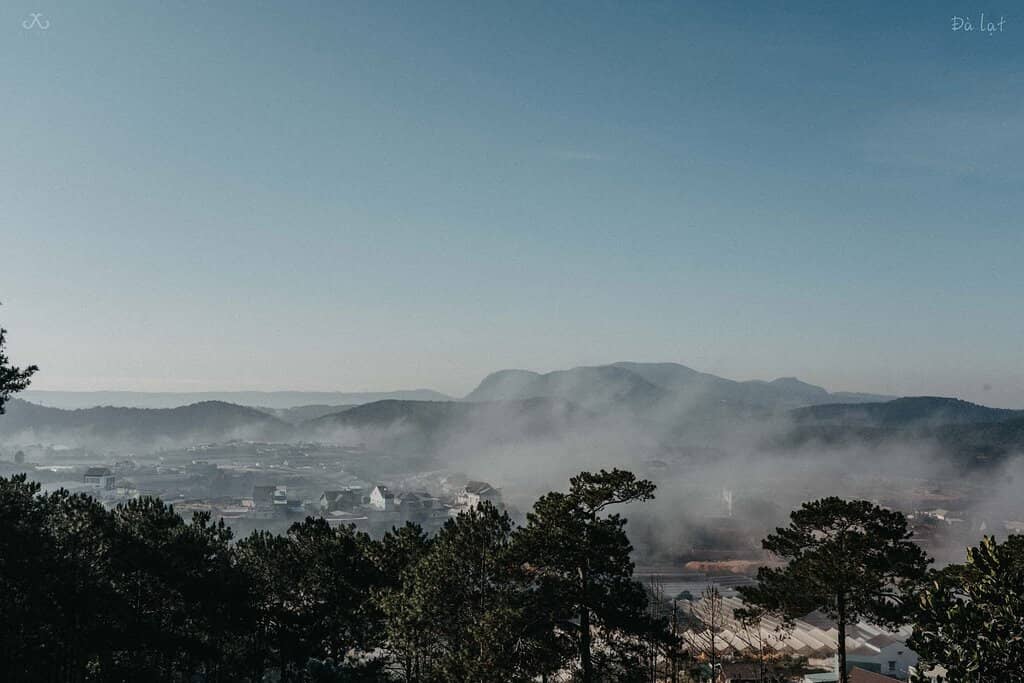 Pine Forest Scenery