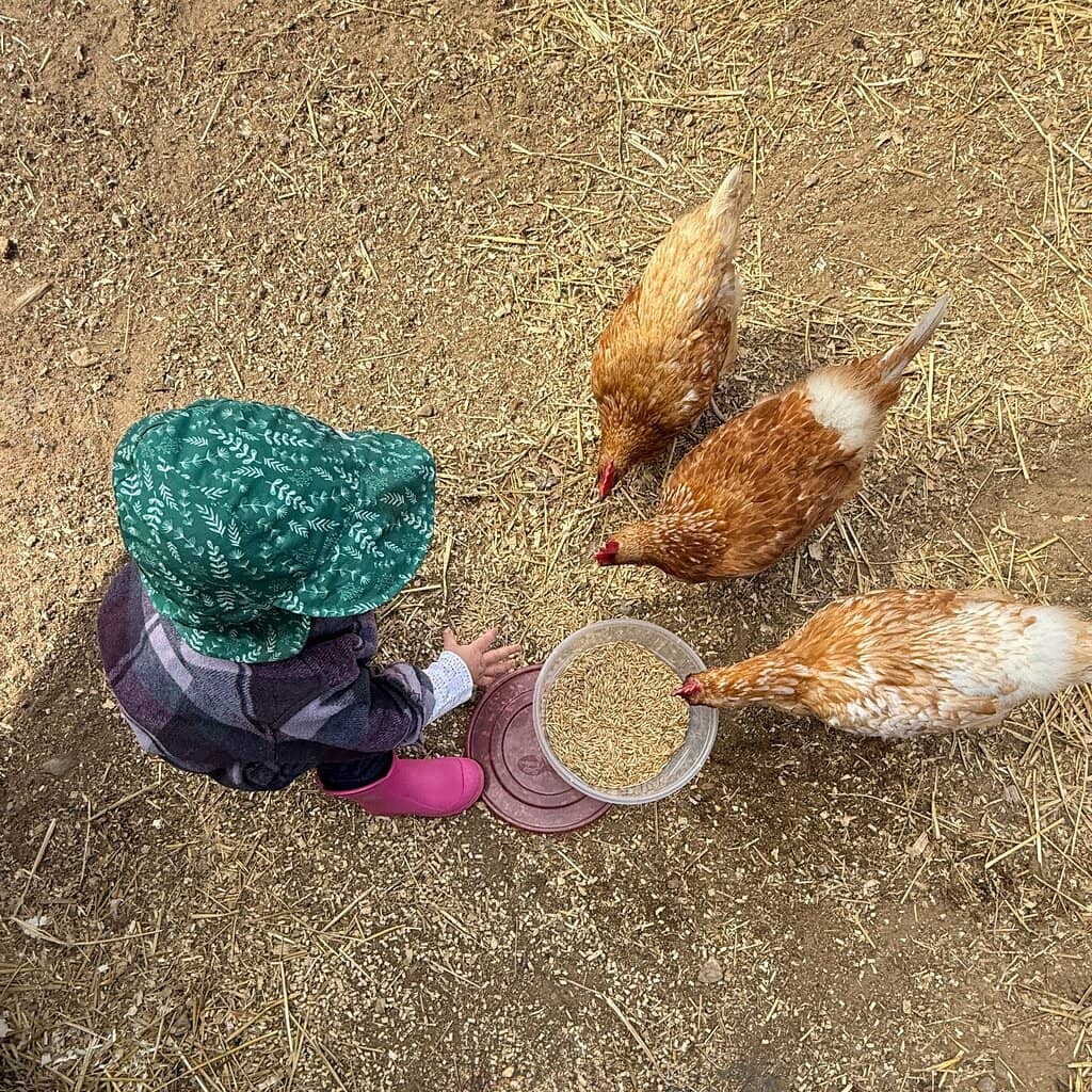 Meet the Horses & Farm Animals