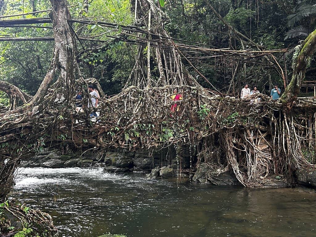 The Living Root Bridge