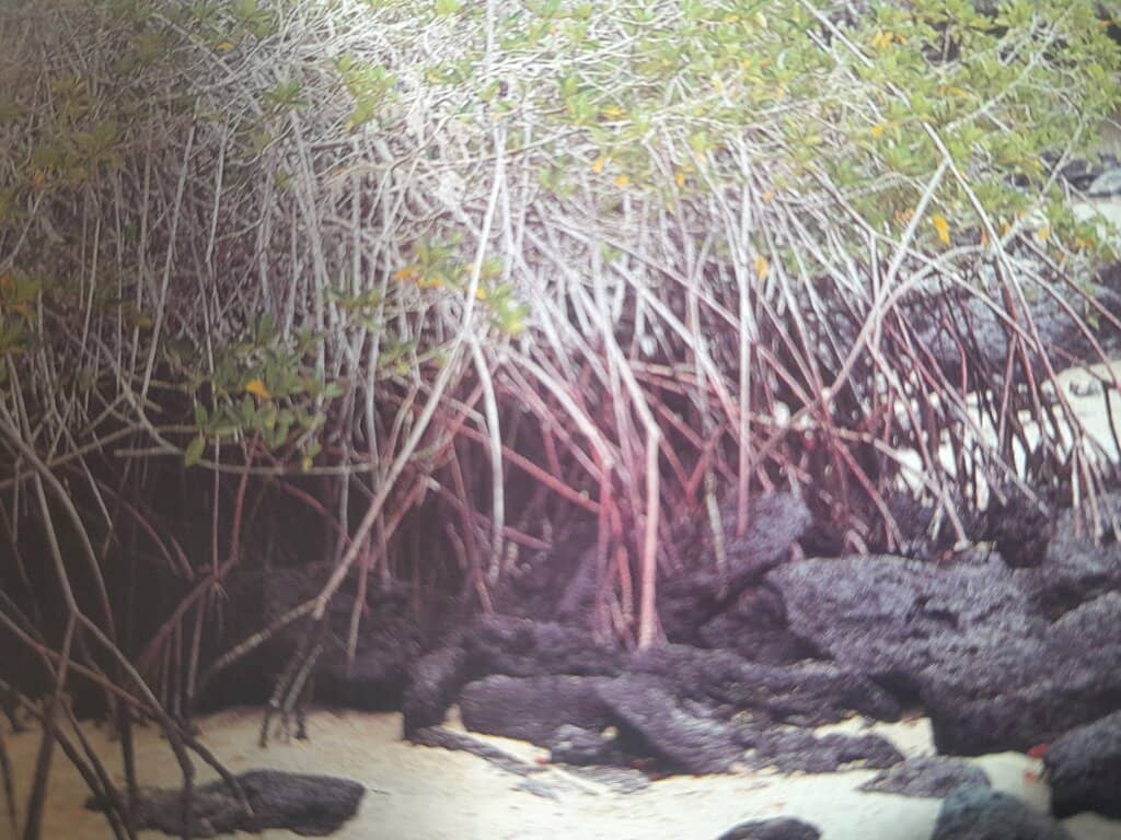Mangrove Snorkeling