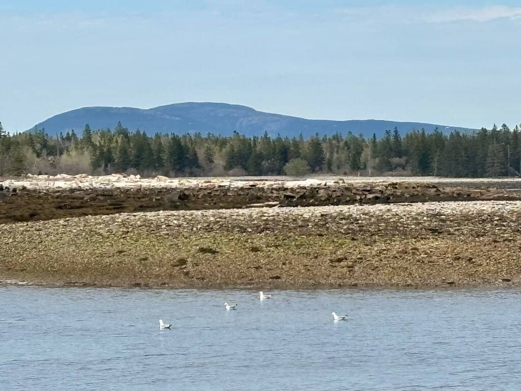 Tahoma Creek Suspension Bridge