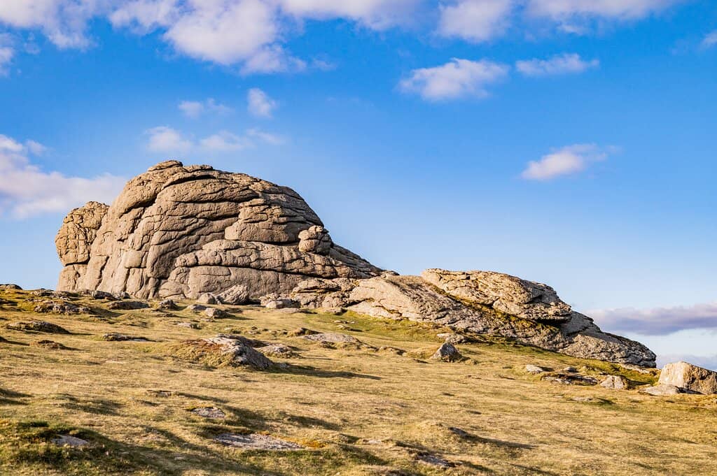Dartmoor Ponies