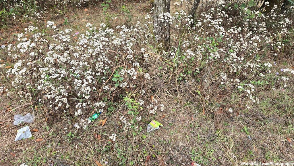 Lush Landscaped Gardens