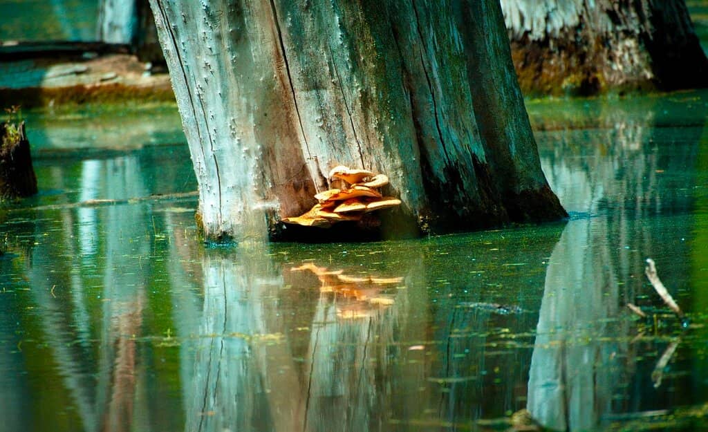 Serene Forest Trails
