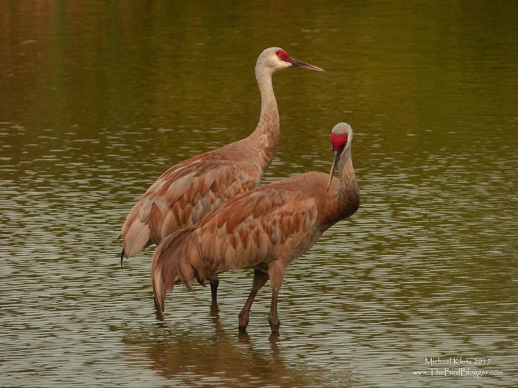 Hand-Feeding Friendly Birds