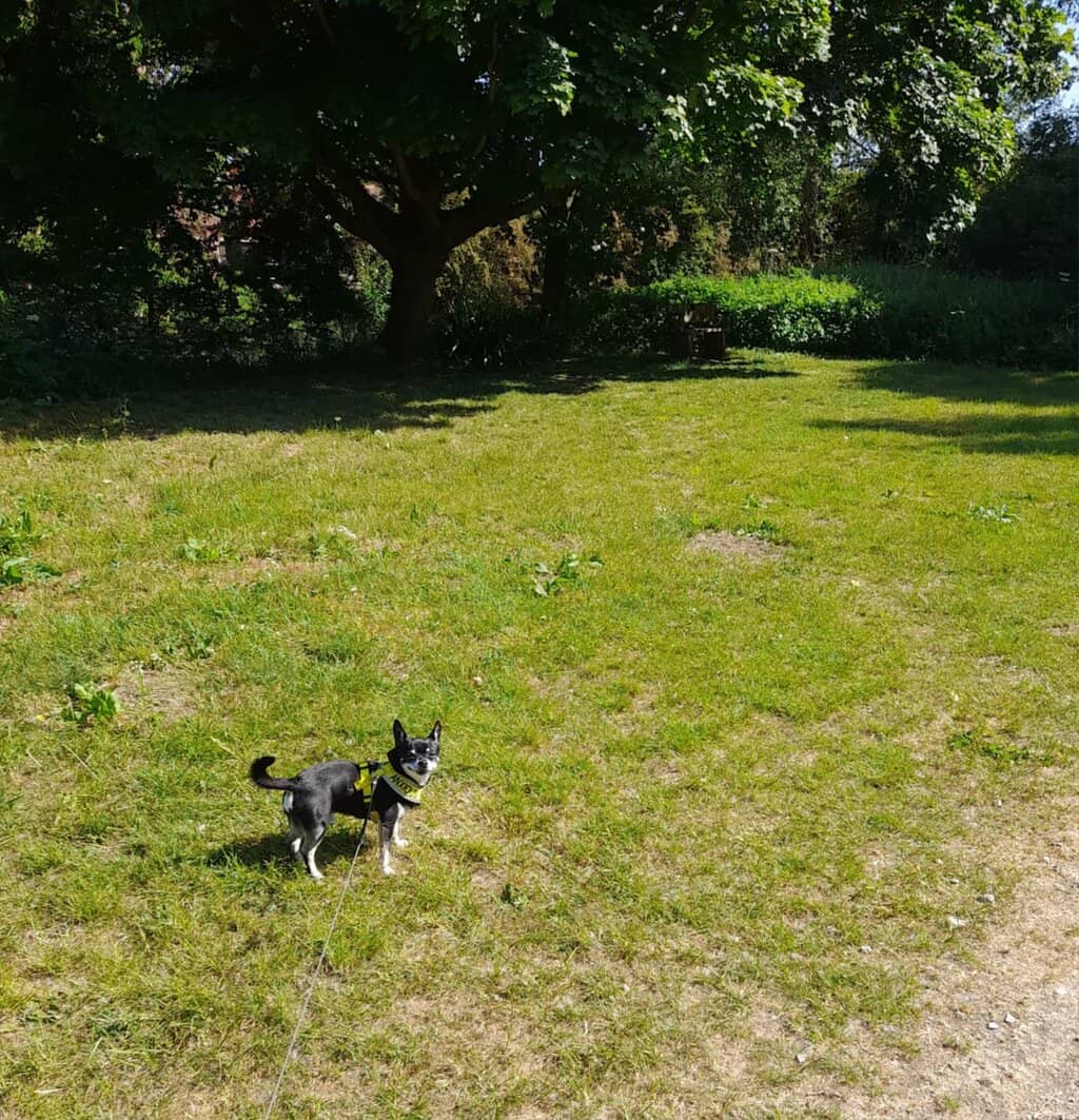 Wildlife Observation