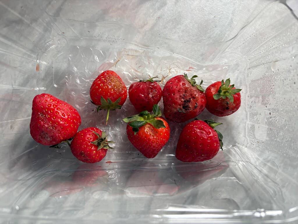 Seasonal & Gift Items