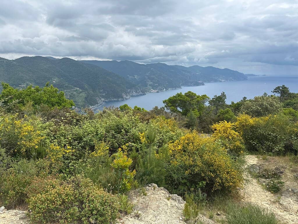Mediterranean Flora