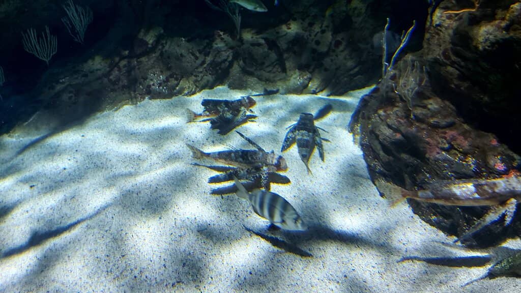 Accessible Tanks for Little Ones