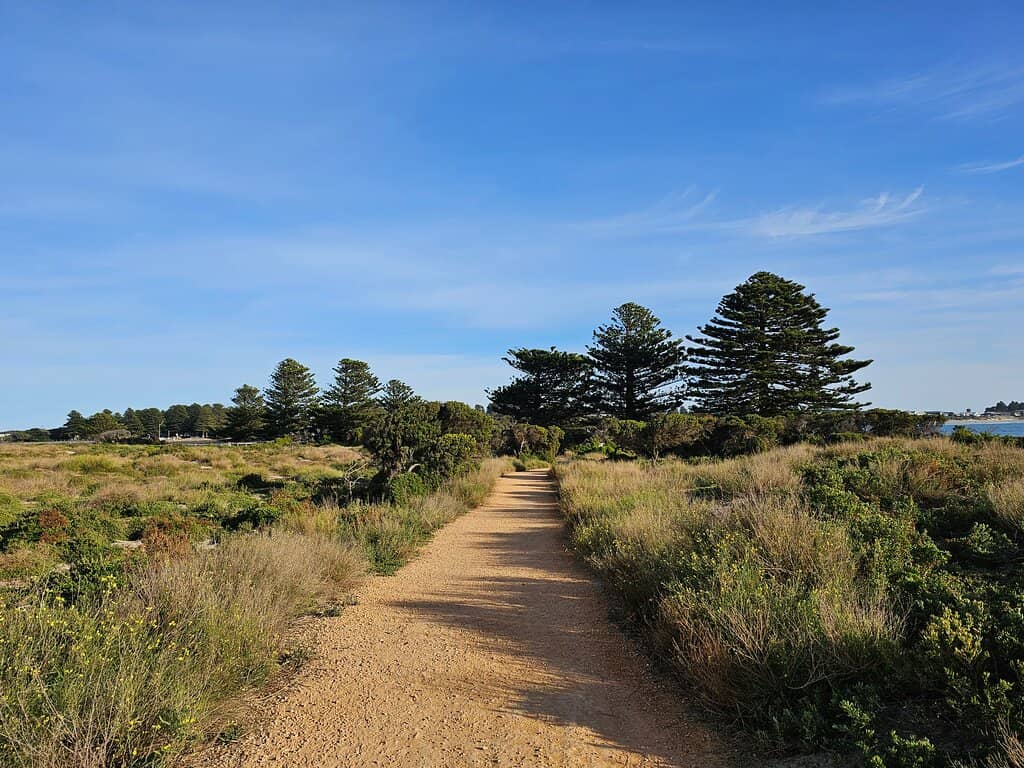 Wallaby Encounters
